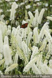 <i>Actaea simplex</i> var. <i>matsumurae</i> &lsquo;White Pearl&rsquo;