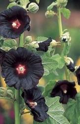 <i>Alcea rosea</i> ‘Blacknight’