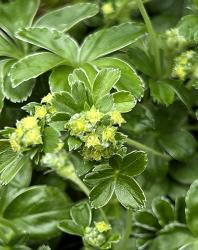 <i>Alchemilla alpina</i>