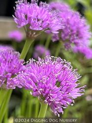 <i>Allium</i> &lsquo;Millenium&rsquo;