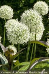 <i>Allium</i> ‘Mount Everest’