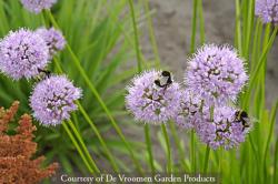 <i>Allium</i> &lsquo;Summer Beauty&rsquo;
