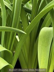 <i>Allium schubertii</i>