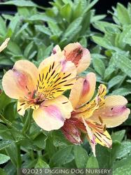 <i>Alstroemeria majestic</i> ‘Layon’