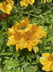 <i>Alstroemeria</i> ‘Sweet Laura’