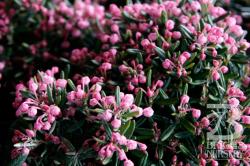 <i>Andromeda polifolia</i> ‘Blue Ice’