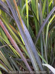 <i>Andropogon gerardii</i> ‘Holy Smoke’