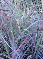 <i>Andropogon gerardii</i> ‘Lord Snowdens Big Blue’