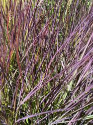 <i>Andropogon gerardii</i> ‘Red October’