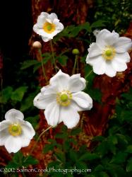 <i>Anemone</i> x <i>hybrida</i> ‘Andrea Atkinson’