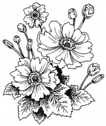 <em>Anemone Fantasy</em>  ‘Snow Angel’