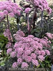 <i>Angelica sylvestris</i> ‘Vicars Mead’