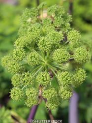 <i>Angelica archangelica</i>