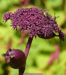 <i>Angelica gigas</i>