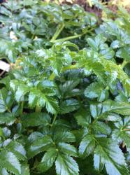 <i>Angelica pachycarpa</i>