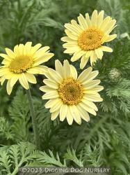 <i>Anthemis</i> ‘Susanna Mitchell’