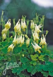 <em>Aquilegia canadensis</em>  ‘Corbett’