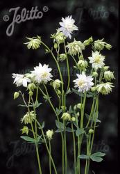 <i>Aquilegia vulgaris</i> var. <i>stellata</i> ‘Green Apples’