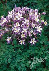 <i>Aquilegia</i> ‘Heavenly Blue’