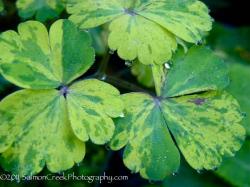 <i>Aquilegia vulgaris</i> ‘Leprechaun Gold’