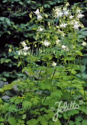 <i>Aquilegia vulgaris</i> ‘Mellow Yellow’