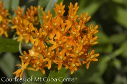 <i>Asclepias tuberosa</i>