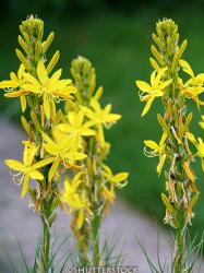 <i>Asphodeline lutea</i>