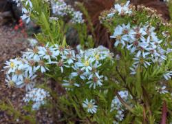 <i>Aster</i> ‘Bridal Veil’