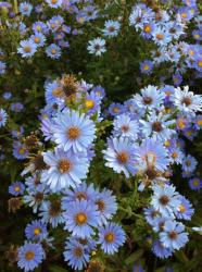 <em>Aster laevis</em> ‘Climax’