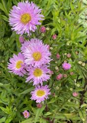 <em>Aster novi-belgii</em>  ‘Fellowship’