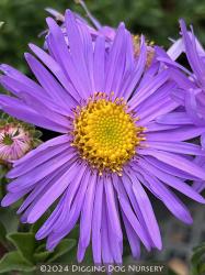 <i>Aster</i> x <i>frikartii</i> ‘Monch’