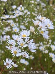 <i>Aster ericoides</i> &lsquo;Monte Cassino&rsquo;