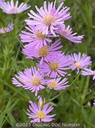 <i>Aster</i> ‘Ochtendgloren’