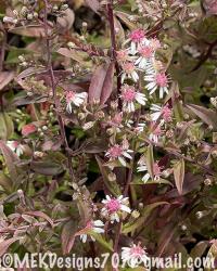 <i>Aster lateriflorus</i> var. <i>horizontalis</i> ‘Prince’