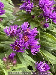 <i>Aster novae-angliae</i> ‘Purple Dome’
