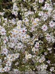<i>Aster lateriflorus</i> ‘White Lovely’