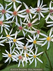 <i>Aster divaricatus</i>
