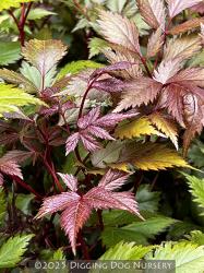 <i>Astilbe chinensis</i> ‘Finale’