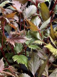 <i>Astilbe chinensis</i> ‘Finale’