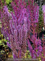 <i>Astilbe chinensis</i> var. <i>taquetii</i> ‘Purpurlanze’