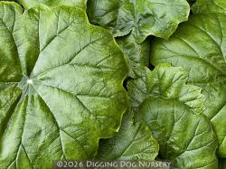 <i>Astilboides tabularis</i>