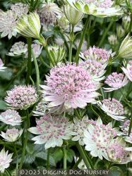 <i>Astrantia major</i> ‘Buckland’