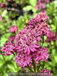 <i>Astrantia major</i> ‘Claret’