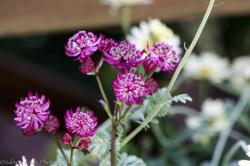 <i>Astrantia major</i> ‘Lars’