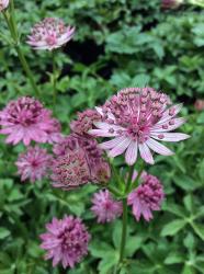 <i>Astrantia major</i> ‘Roma’