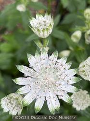 <i>Astrantia major</i> ssp. <i>involucrata</i> ‘Shaggy’