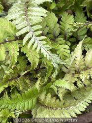 <i>Athyrium niponicum</i> var. <i>pictum</i> &lsquo;Apple Court&rsquo;