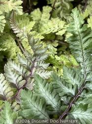 <i>Athyrium niponicum</i> var. <i>pictum</i> &lsquo;Red Beauty&rsquo;