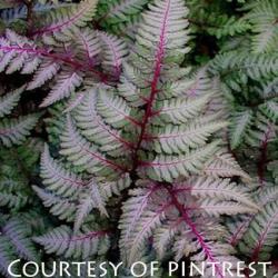 <i>Athyrium niponicum</i> var. <i>pictum</i> ‘Regal Red’