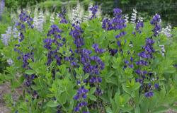 <i>Baptisia</i> ‘Royal Purple’